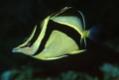 Cantonesefish's Avatar