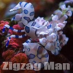 Zigzag Man's Avatar