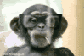 Oildalemonkey's Avatar