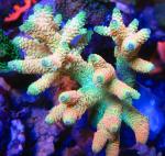 Majestic Corals's Avatar