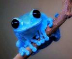 Peeptoad's Avatar