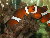 CT Clownfish's Avatar