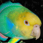 parrotfish2005's Avatar