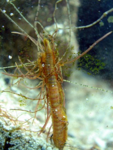 Help! Control of Spaghetti Worms - Reef Central Online Community