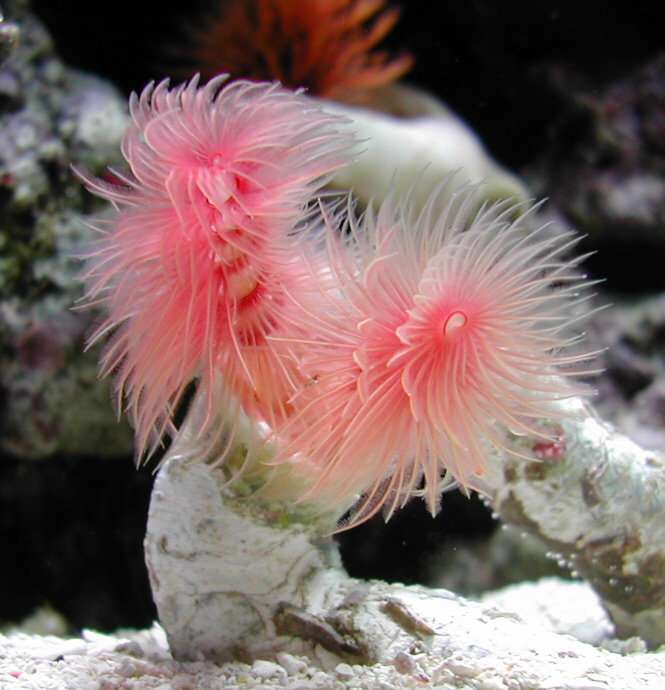 3263PinkFanWorm1.jpg