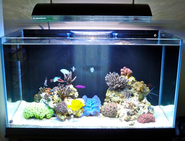 Minimalist Aquascaping [Archive] - Reef Central Online Community