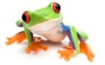 Reef Frog's Avatar